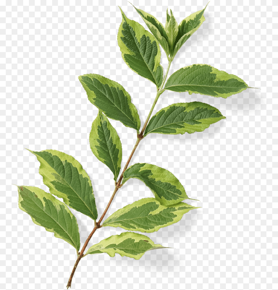 Bay Laurel, Leaf, Plant, Acanthaceae, Flower Png