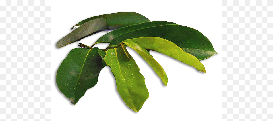 Bay Laurel, Leaf, Plant, Tree, Annonaceae Free Png