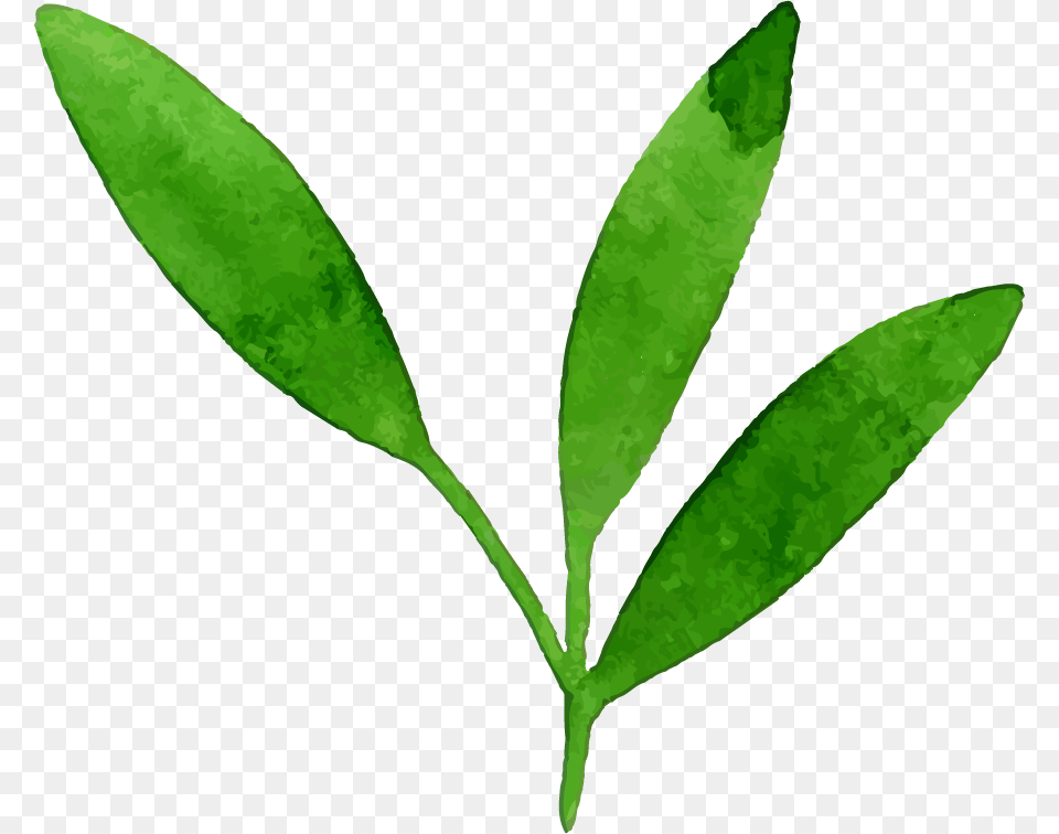 Bay Laurel, Herbal, Herbs, Leaf, Plant Free Png