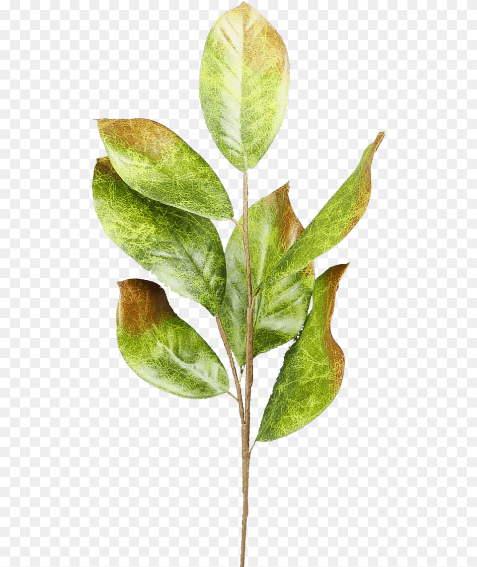 Bay Laurel, Leaf, Plant, Tree, Annonaceae Free Png