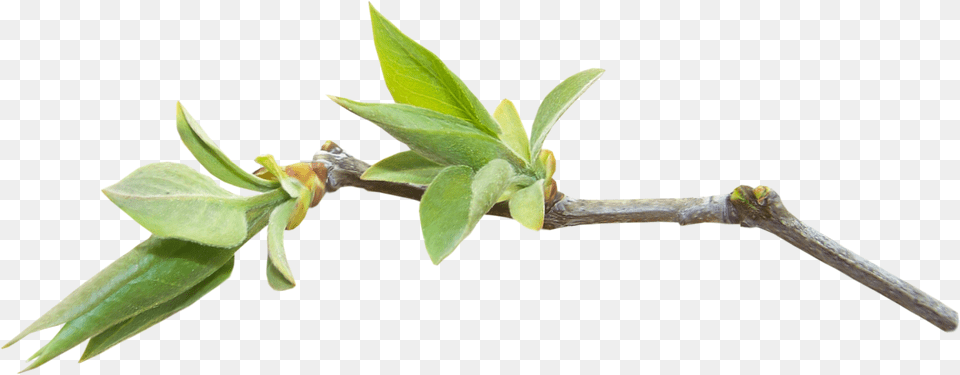 Bay Laurel, Bud, Flower, Leaf, Plant Free Png