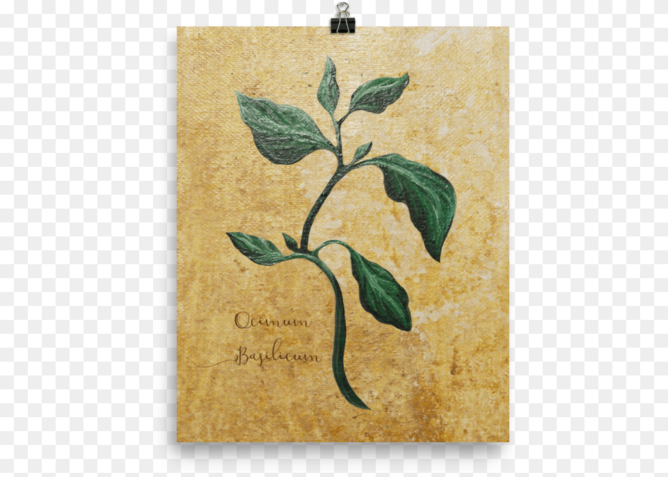 Bay Laurel, Herbal, Herbs, Leaf, Plant Free Transparent Png