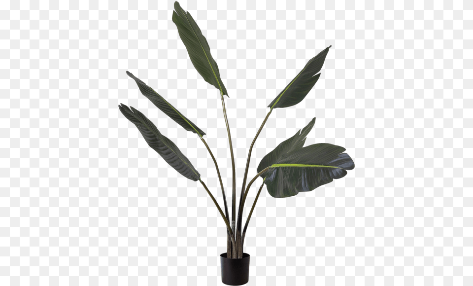 Bay Laurel, Flower, Flower Arrangement, Leaf, Palm Tree Free Png