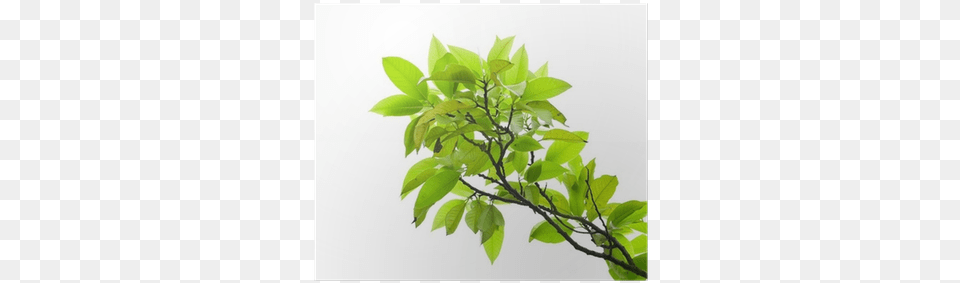 Bay Laurel, Green, Leaf, Plant, Tree Png