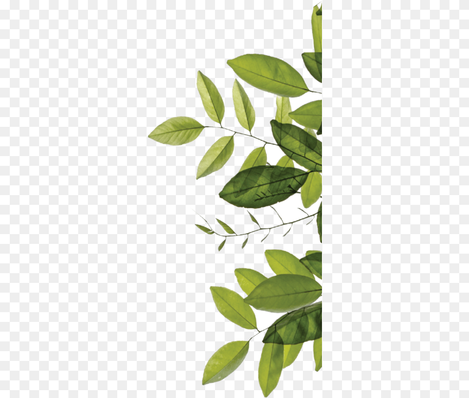 Bay Laurel, Green, Herbal, Herbs, Leaf Free Png Download