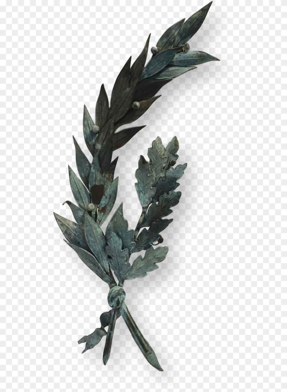 Bay Laurel, Leaf, Plant, Bronze Free Png