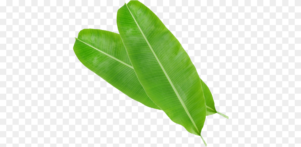 Bay Laurel, Leaf, Plant Free Transparent Png
