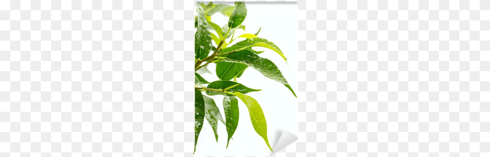 Bay Laurel, Leaf, Plant, Herbal, Herbs Free Png Download