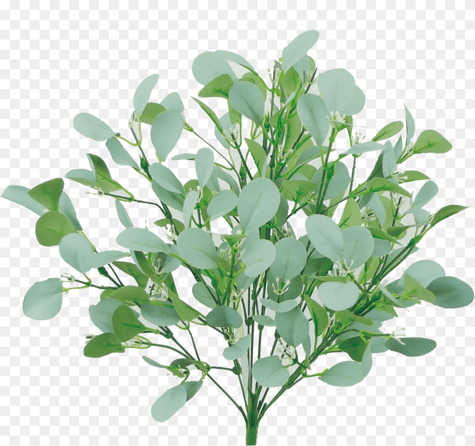 Bay Laurel, Herbal, Herbs, Leaf, Plant Free Png Download