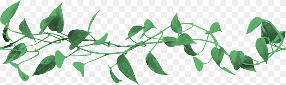 Bay Laurel, Herbal, Herbs, Leaf, Plant Png