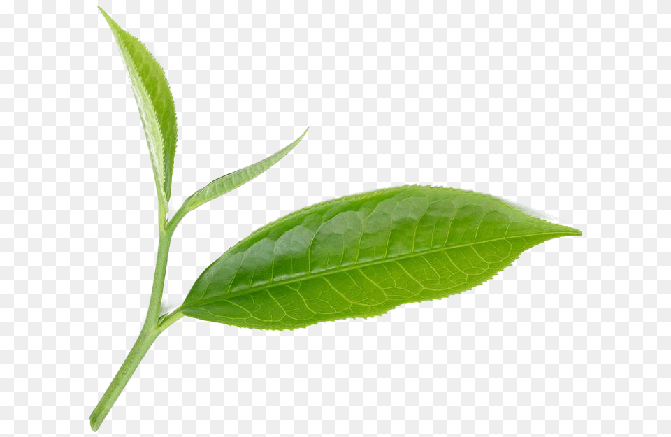 Bay Laurel, Beverage, Leaf, Plant, Tea Png Image
