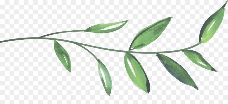 Bay Laurel, Herbal, Herbs, Leaf, Plant Png