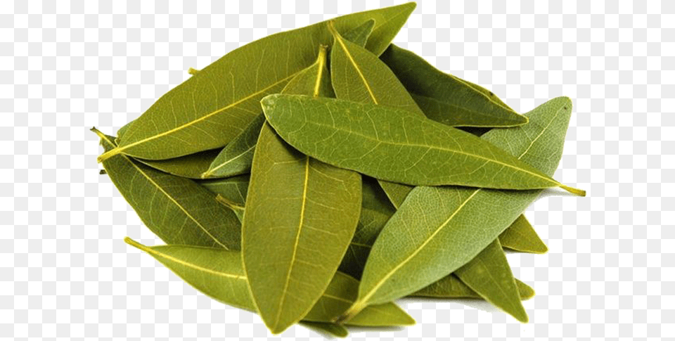 Bay Laurel Bay Leaves Meme, Leaf, Plant Free Png Download