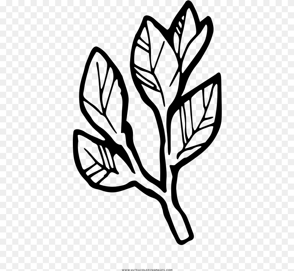 Bay Laurel Coloring, Gray Free Png