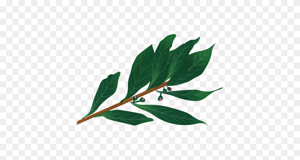 Bay Laurel Herb Illustration, Herbs, Plant, Leaf, Green Free Png