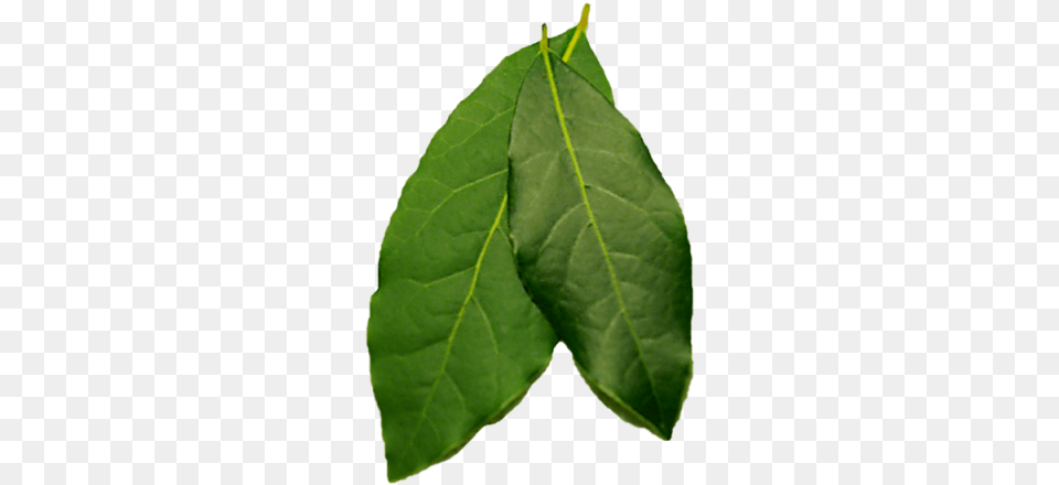 Bay Leaf, Plant, Tree Free Png Download