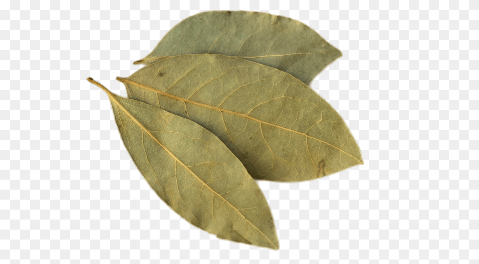 Bay Leaf, Plant Free Transparent Png