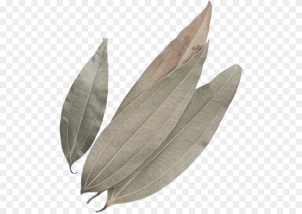 Bay Leaf, Plant, Animal, Bird Free Transparent Png