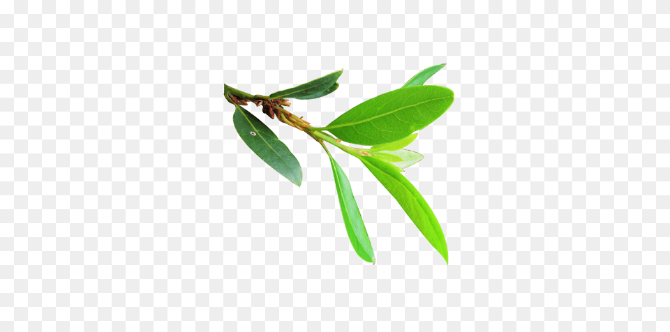 Bay Leaf, Herbal, Herbs, Plant, Tree Png Image