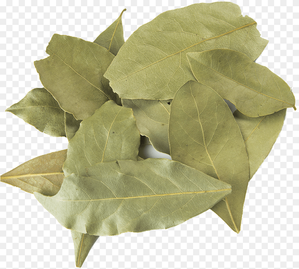 Bay Leaf Pic Hd, Plant, Paper Png