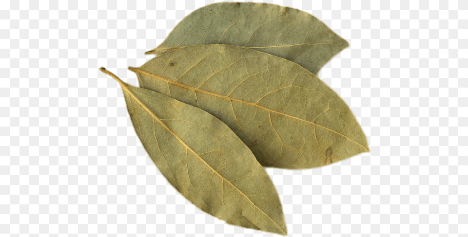 Bay Leaf Transparent Bay Leaf For Jollof Rice, Plant Free Png Download