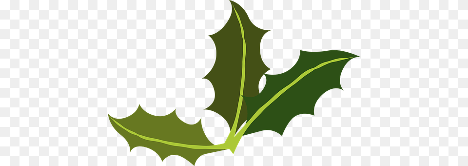 Bay Leafs Leaf, Plant, Person, Oak Png Image