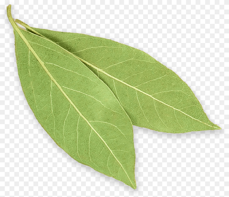 Bay Leaves Buttonbush, Leaf, Plant, Tree Free Png Download