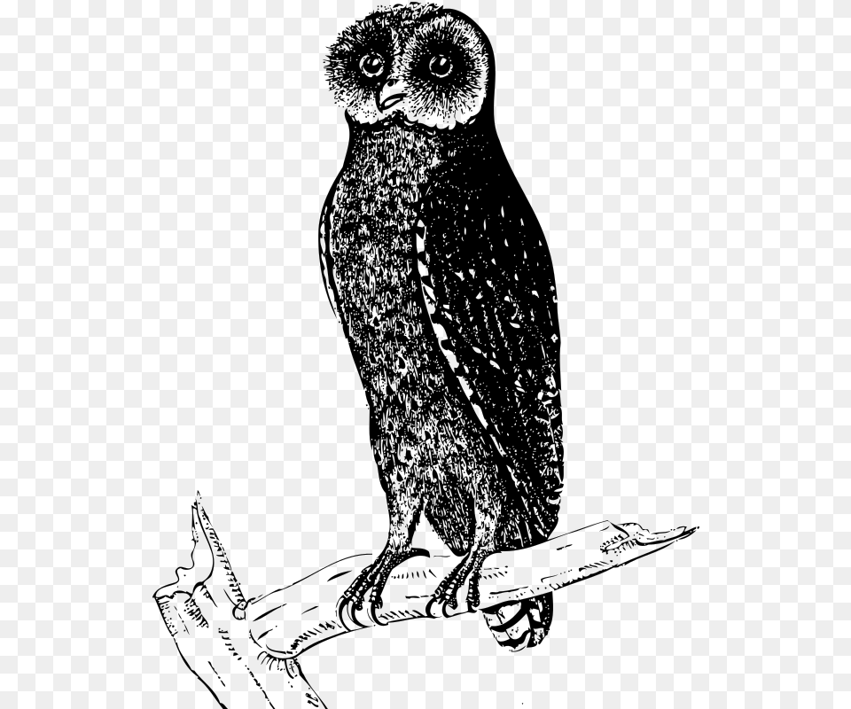 Bay Owl Line Drawings Of Owls In Tree, Gray Png Image