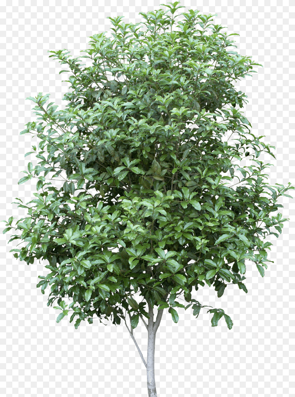 Bay Tree, Leaf, Plant, Vegetation, Potted Plant Free Png