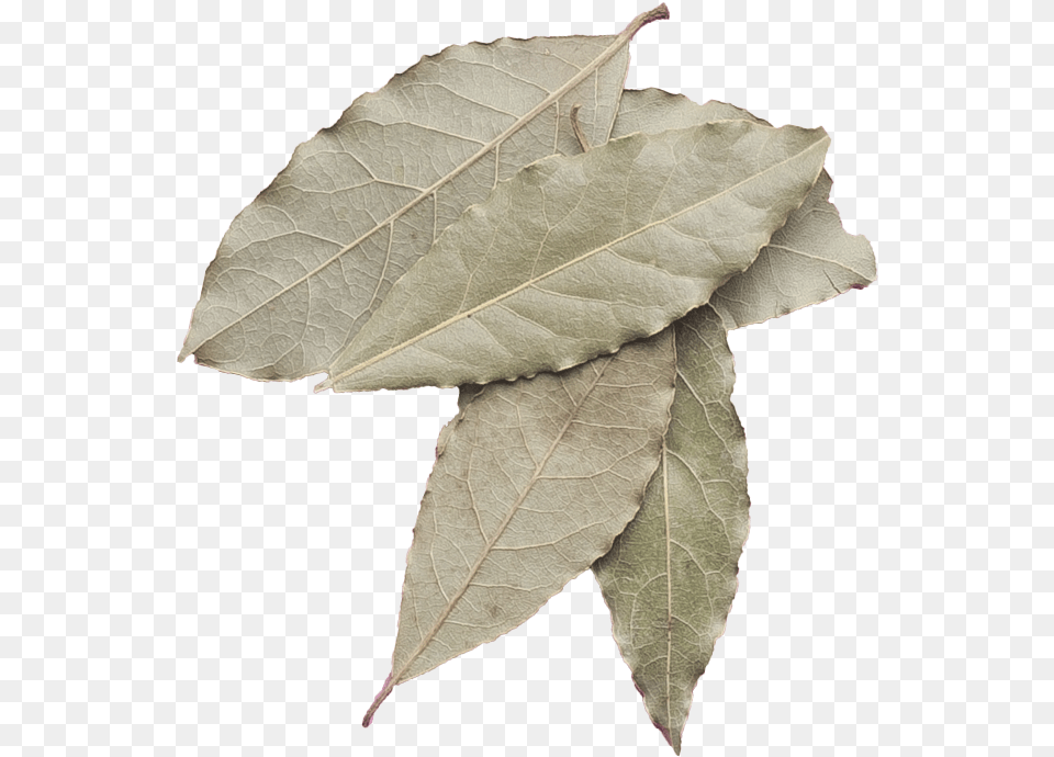 Baybay Swamp Maple, Leaf, Plant, Tree Free Transparent Png