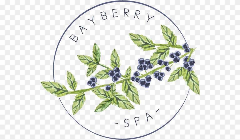 Bayberry Sprig Borage Family, Berry, Blueberry, Food, Fruit Free Png
