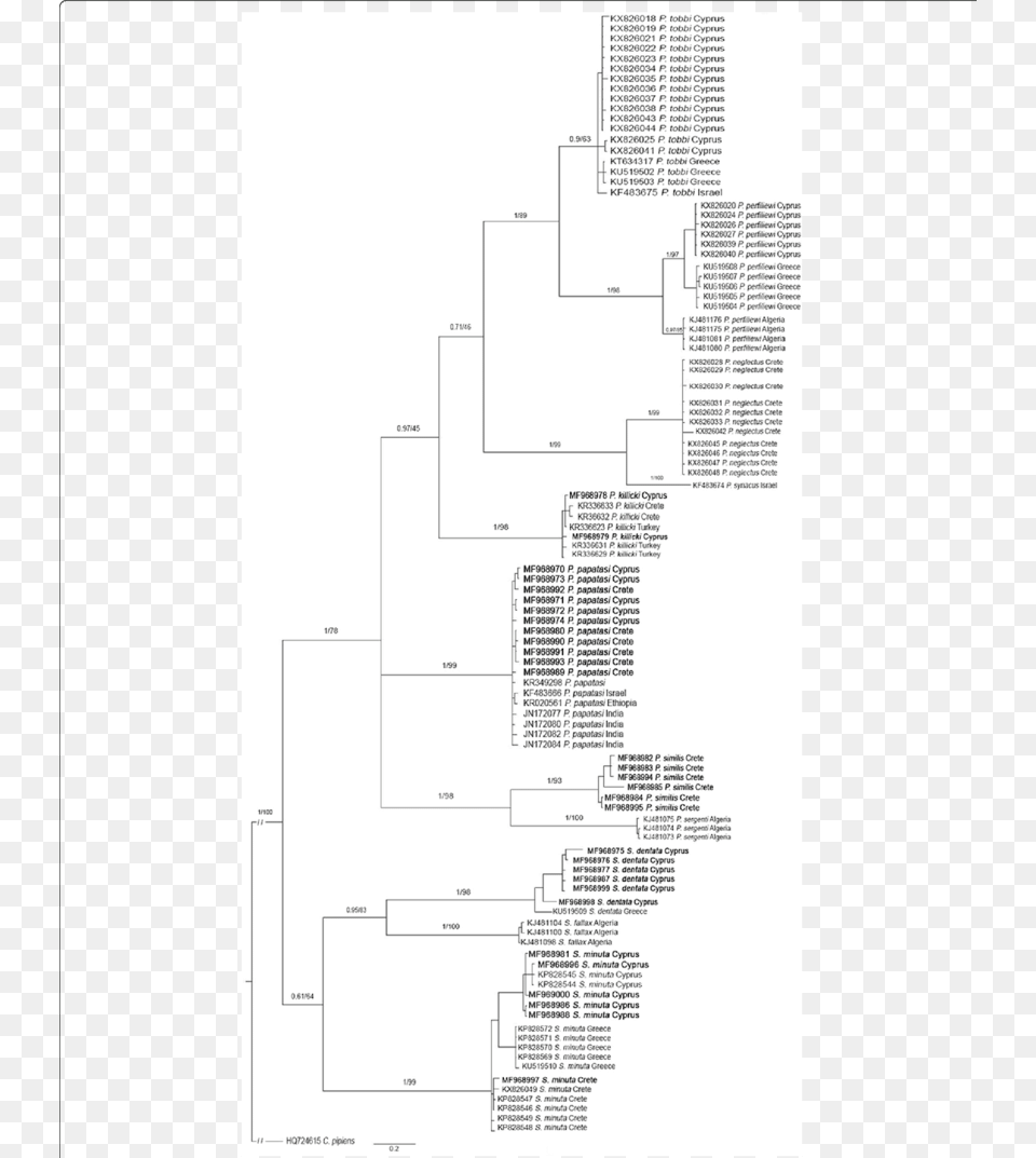 Bayesian Inference Tree Number Above Branches Represent Diagram Free Png Download