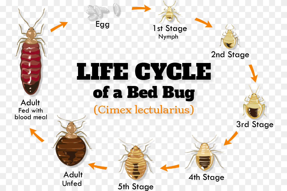 Bb Biology Bed Bug Weakness, Animal, Insect, Invertebrate Free Png Download
