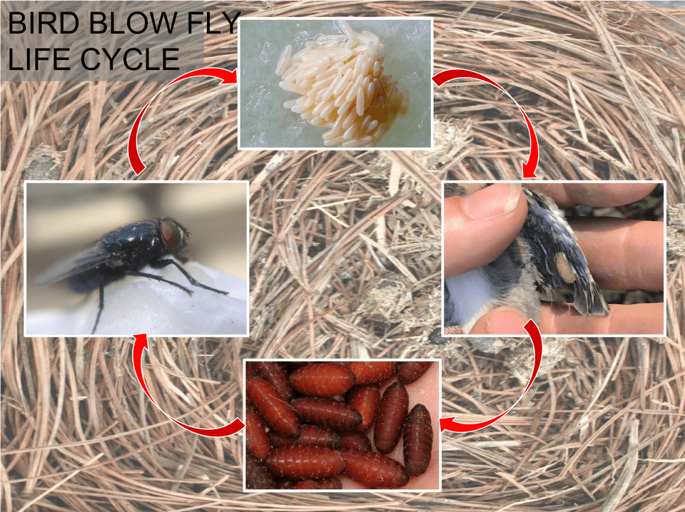 Bbf Life Cycle Stable Fly, Art, Collage, Animal, Insect Free Transparent Png