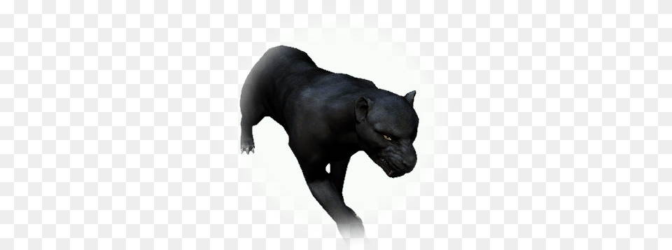 Bdo Black Leopard Black Panther Bdo, Animal, Canine, Dog, Mammal Free Transparent Png