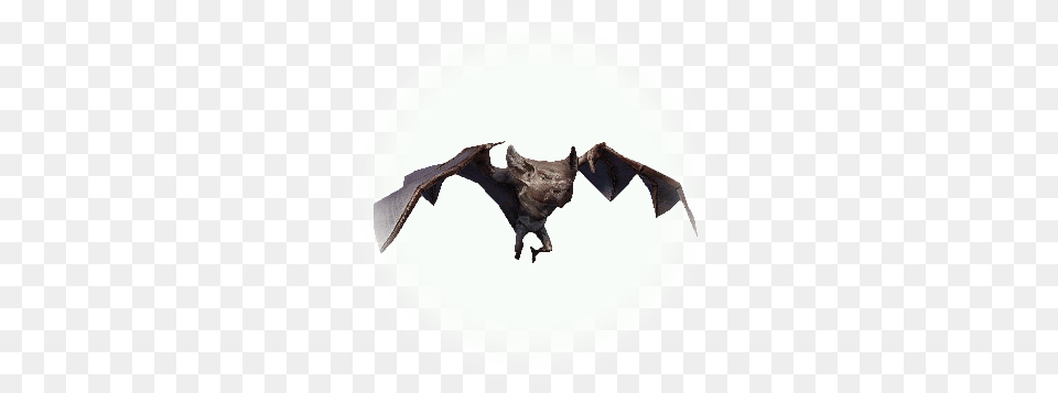 Bdo Forest Bat Bats Icon, Animal, Mammal, Wildlife, Plate Free Transparent Png