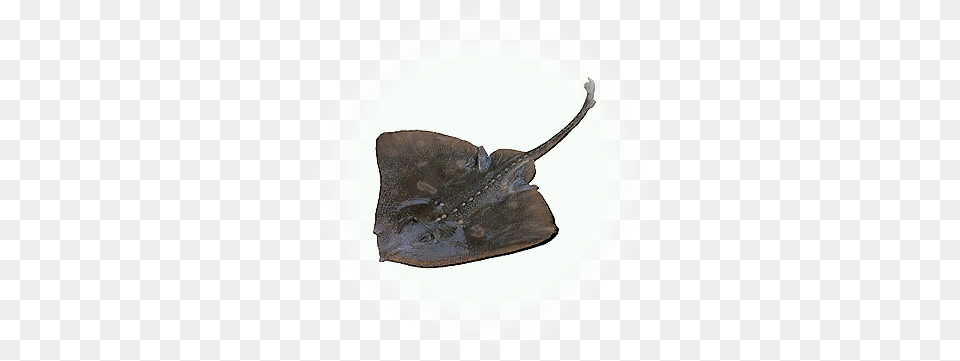 Bdo Ray Knowledge Database Guide Bddatabasenetus Mantas Raya Transparente, Animal, Fish, Sea Life, Plate Png Image