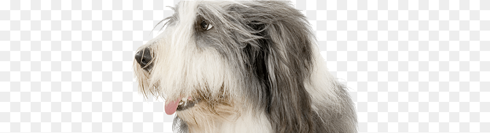 Be A Fool Keep Your Pets Cool Bearded Collie Training Guide Bearded Collie Training, Animal, Canine, Dog, Hound Free Png