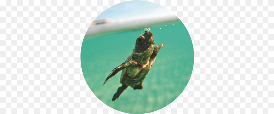 Be Good Turtles, Animal, Reptile, Sea Life, Sea Turtle Free Png Download