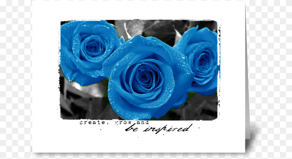 Be Inspired With Blue Roses Greeting Card Blue Roses Garden Background, Flower, Plant, Rose, Flower Arrangement Png Image