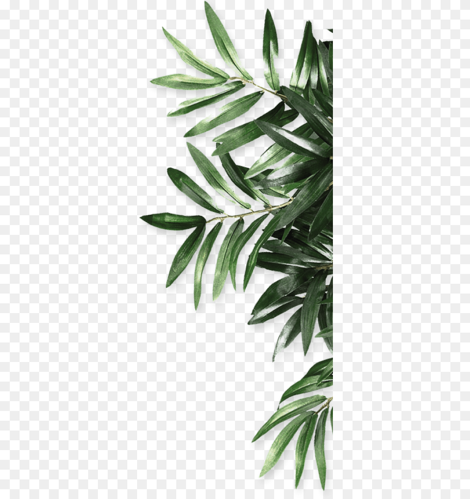 Be Organics Leaf Natural Android Leaf, Conifer, Plant, Tree, Vegetation Free Png