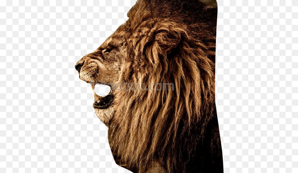Be Self Controlled And Alert Your Enemy The Devil, Animal, Lion, Mammal, Wildlife Free Transparent Png