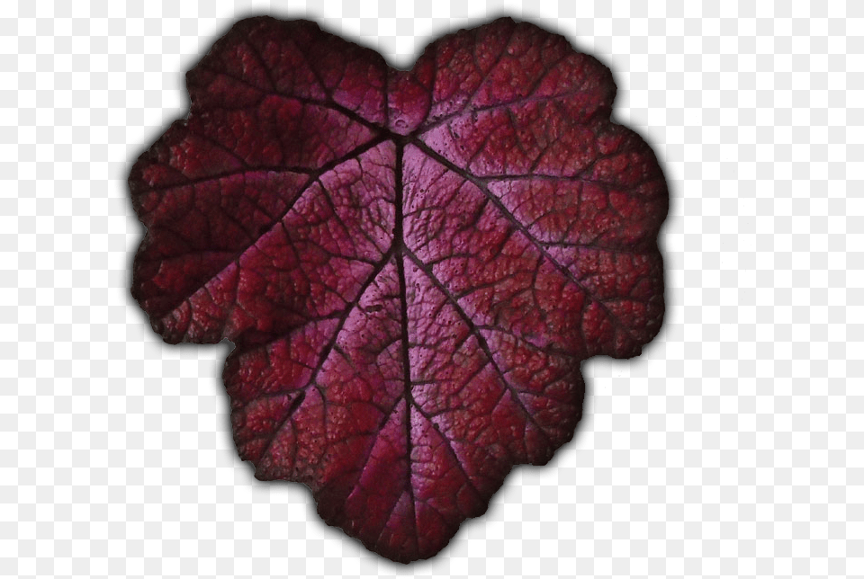 Be Sure To Check Out The Ebay And Etsy Links To See Close Up, Leaf, Plant, Tree, Maroon Free Transparent Png