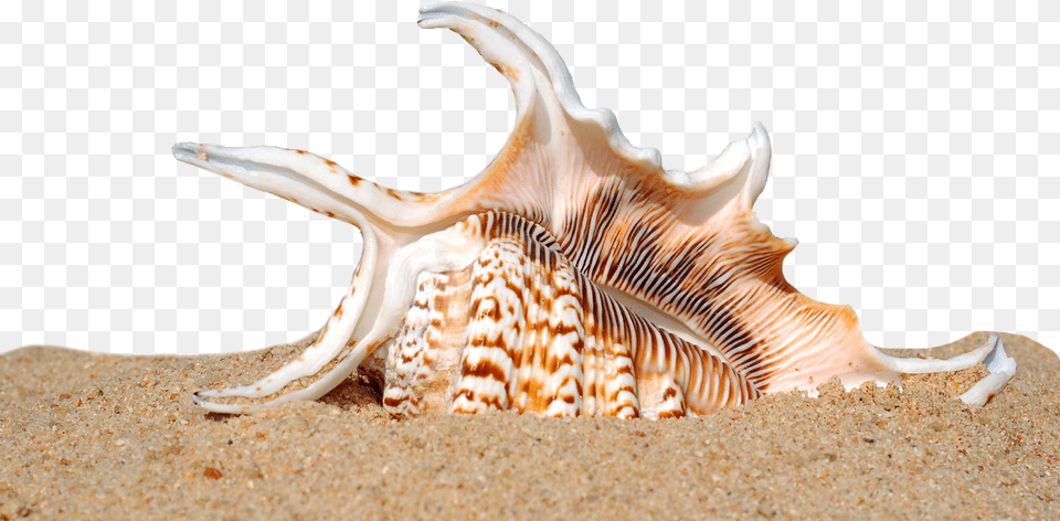 Beach, Animal, Seashell, Sea Life, Invertebrate Free Transparent Png