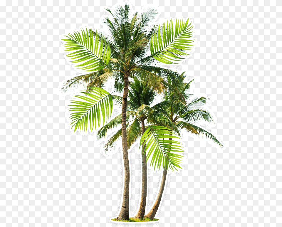 Beach Attalea Speciosa Babassu Palm, Leaf, Palm Tree, Plant, Tree Free Transparent Png