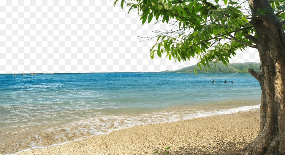 Beach Background Transparent Background Beach, Tree Trunk, Tree, Summer, Shoreline Free Png Download
