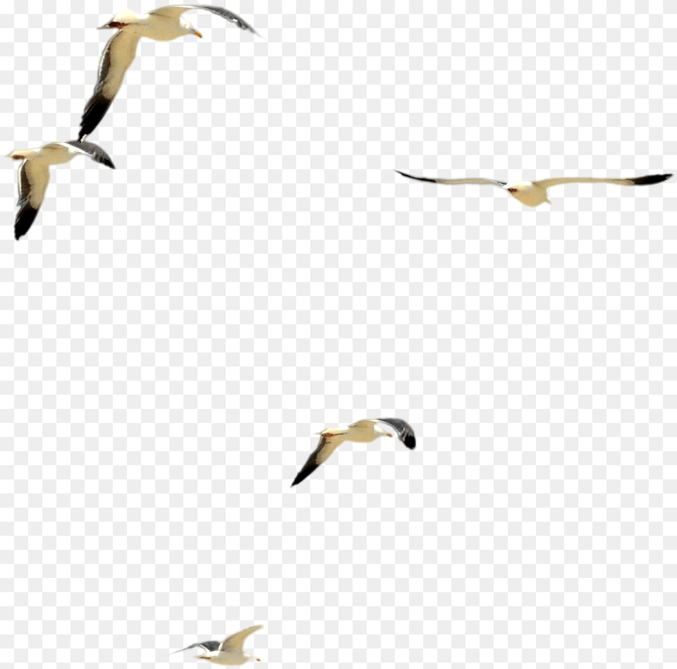 Beach Birds, Animal, Bird, Flying, Seagull Free Transparent Png