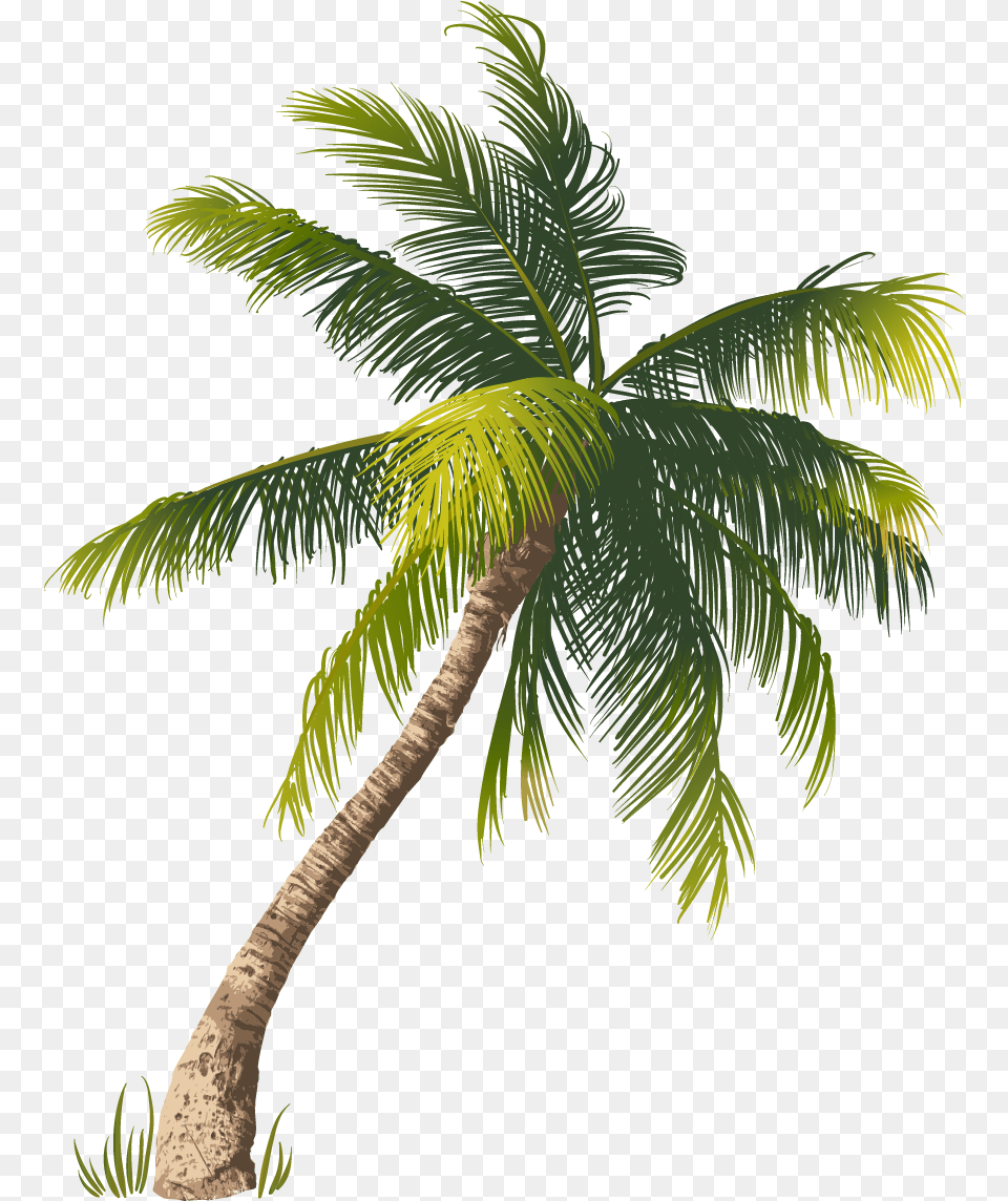 Beach Coconut Tree Beach Coconut Tree, Leaf, Palm Tree, Plant, Vegetation Free Transparent Png