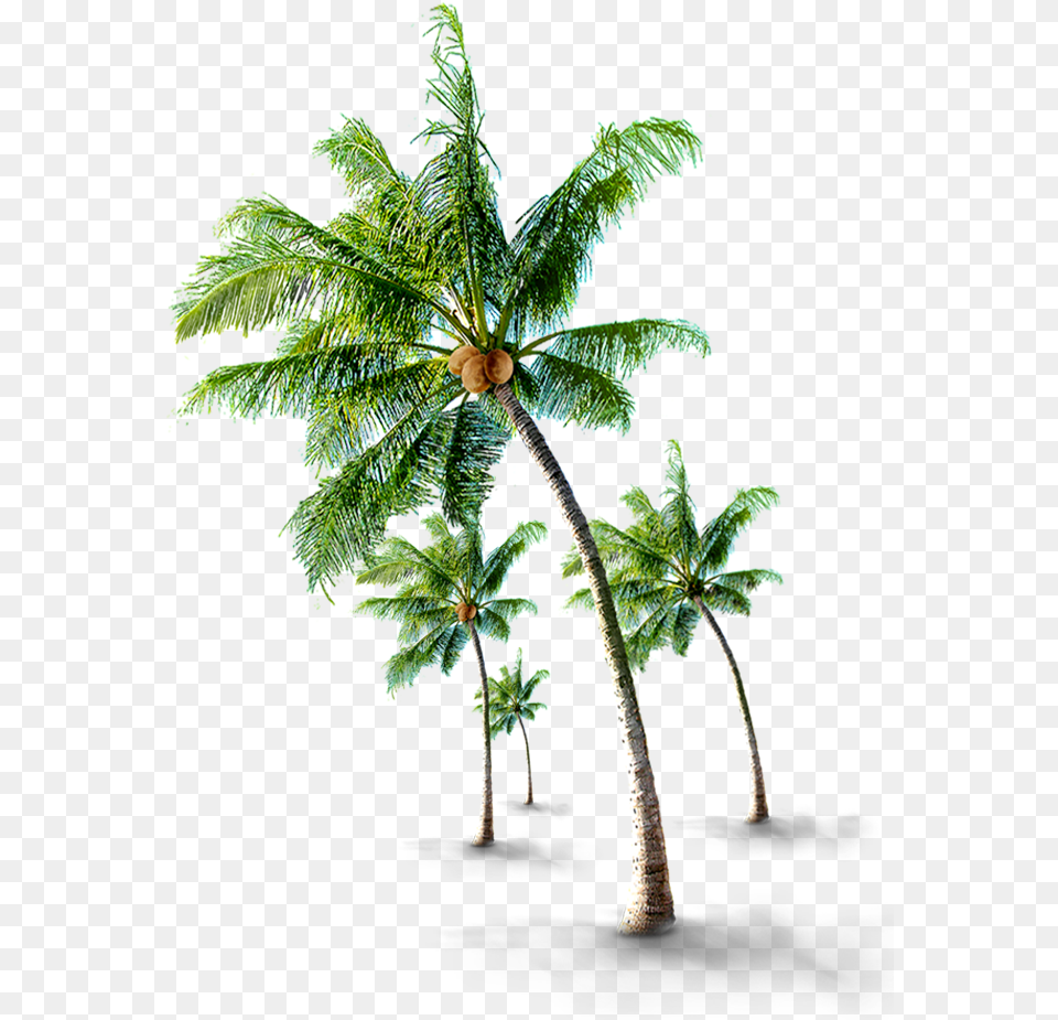 Beach Coconut Tree Coconut Palm Tree, Fern, Leaf, Palm Tree, Plant Free Png