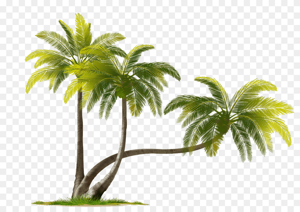 Beach Coconut Tree Transparent Coconut Tree Images, Leaf, Palm Tree, Plant, Food Png Image